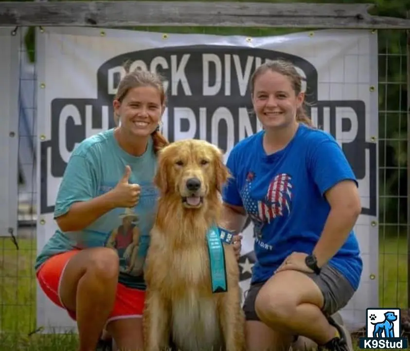 Golden Retriever stud dog: a group of men and a golden retriever dog