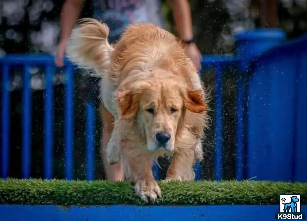 Golden Retriever stud dog: a golden retriever dog running on grass
