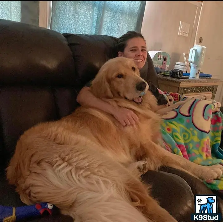 Golden Retriever stud dog: a person holding a golden retriever dog