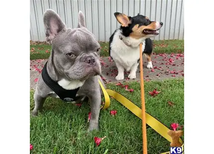 two french bulldog dogs in a yard