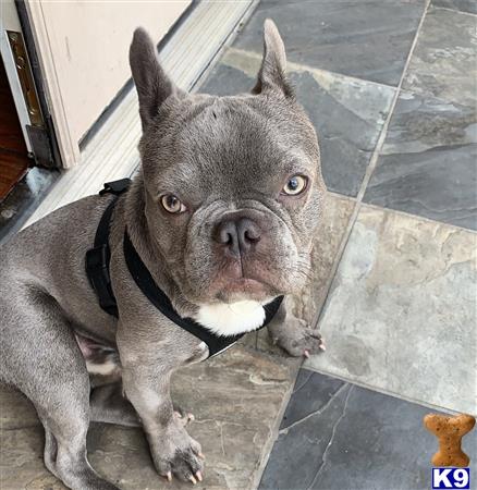 a french bulldog dog sitting on the floor