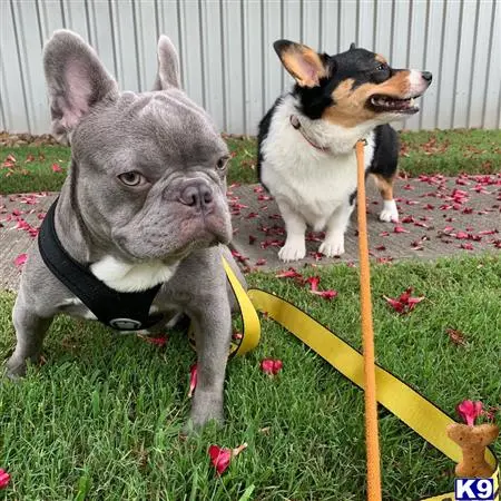 French Bulldog stud dog