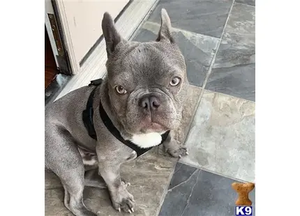 a french bulldog dog sitting on the floor