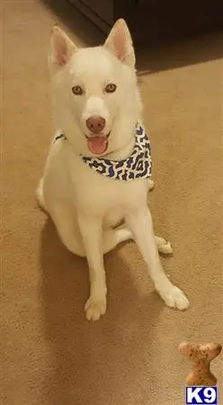 Siberian Husky