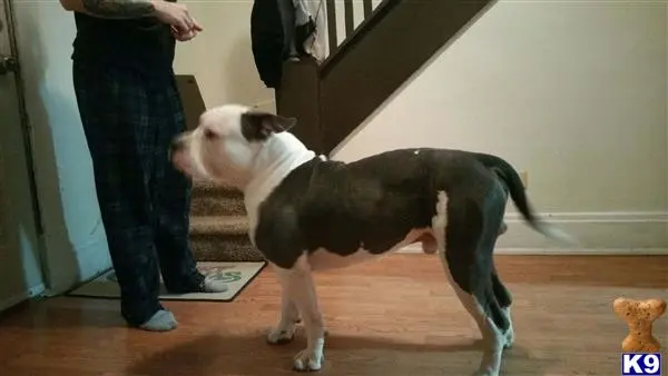 American Bully stud dog