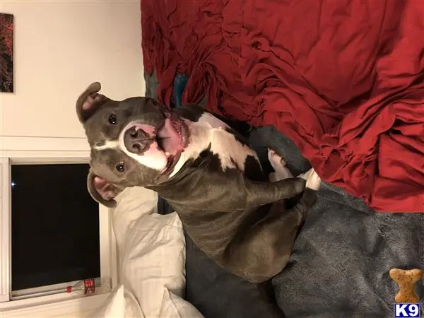 American Bully stud dog: a american bully dog lying on a persons back