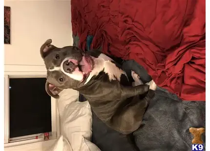 American Bully stud dog: a american bully dog lying on a persons back