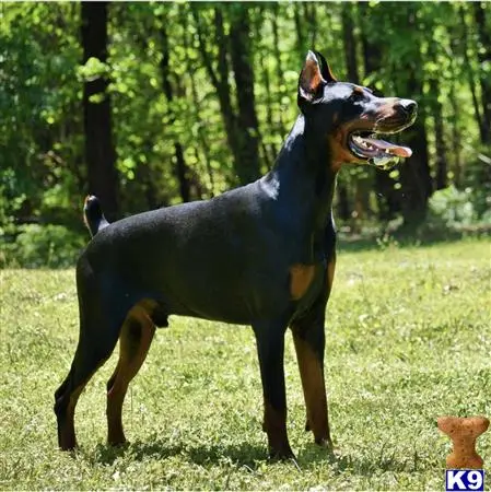 Doberman Pinscher stud dog