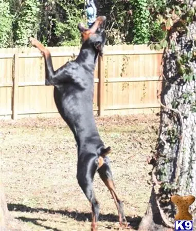 Doberman Pinscher stud dog