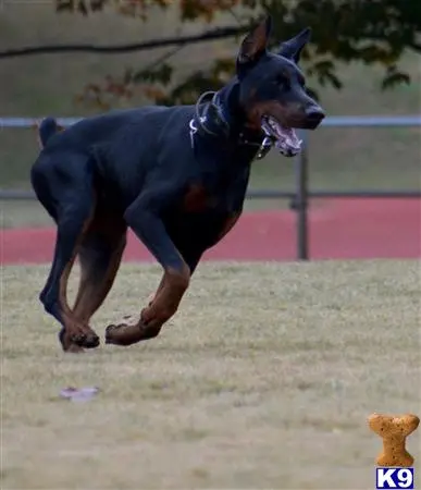 Doberman Pinscher stud dog