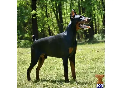 a doberman pinscher dog standing in a grassy area