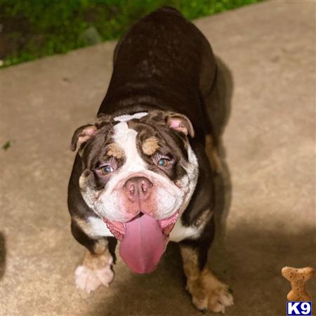 a english bulldog dog wearing a hat