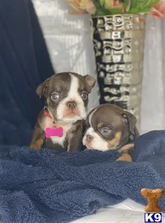 English Bulldog puppy for sale