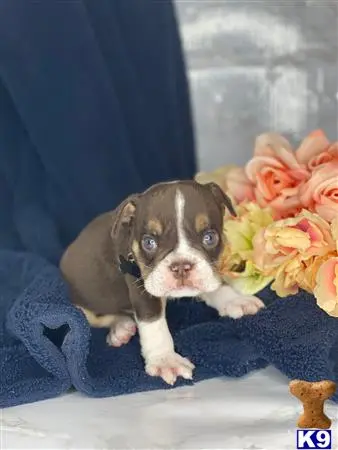 English Bulldog puppy for sale