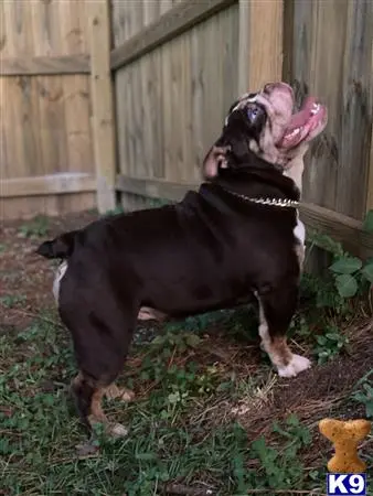 English Bulldog stud dog