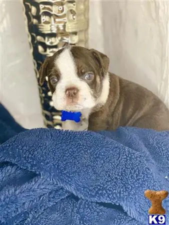 English Bulldog puppy for sale