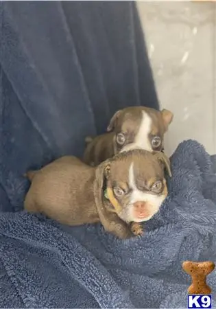 English Bulldog puppy for sale