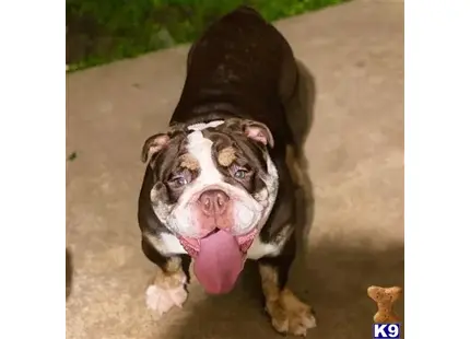 English Bulldog