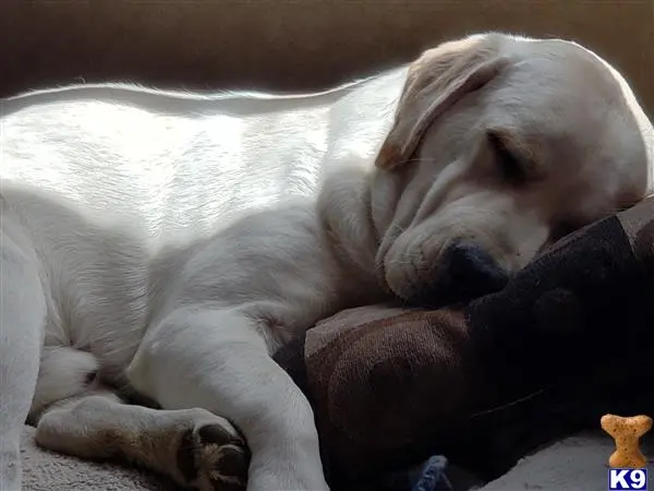 Labrador Retriever stud dog