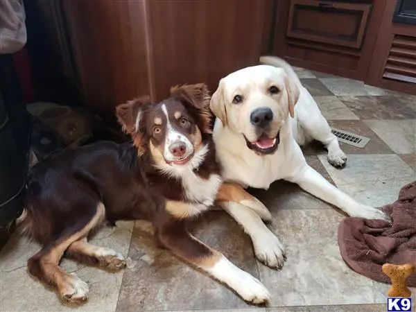 Labrador Retriever stud dog