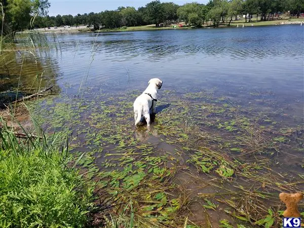 Labrador Retriever stud dog