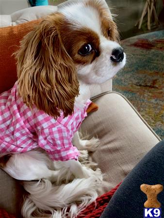 Cavalier King Charles Spaniel stud dog