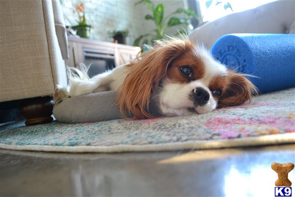 Cavalier King Charles Spaniel stud dog