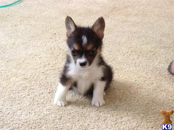 corgi puppies for sale ohio pembroke corgi breeders in ohio breeds picture corgi puppies for sale ohio pembroke corgi breeders in ohio breeds picture