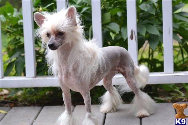 Chinese Crested dog