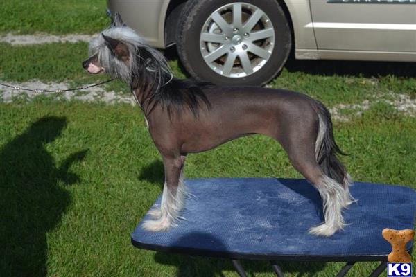 Chinese Crested dog