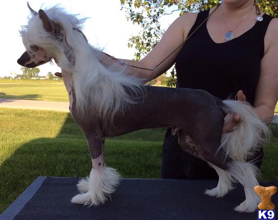 Chinese Crested dog