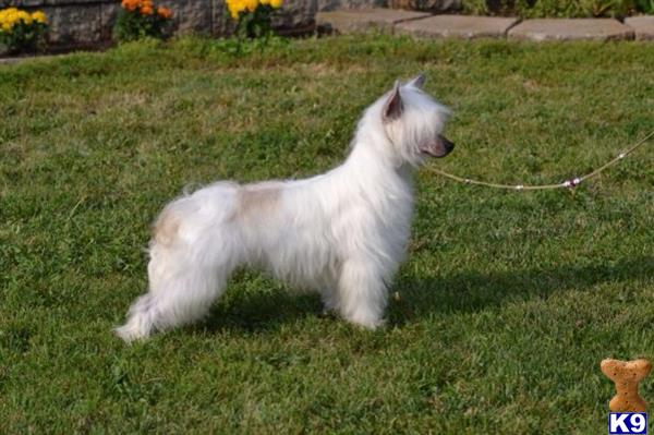 Chinese Crested dog