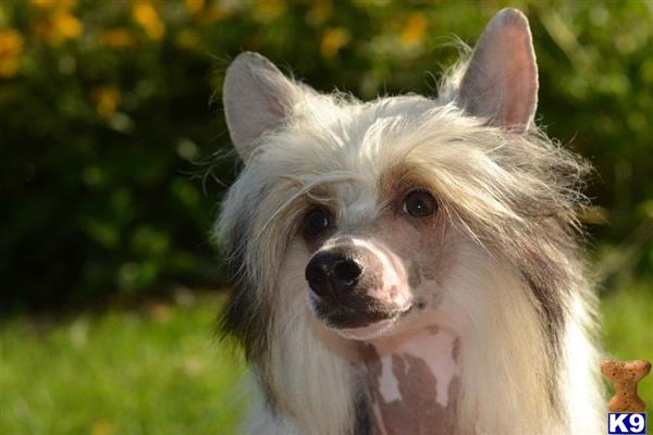 Chinese Crested dog