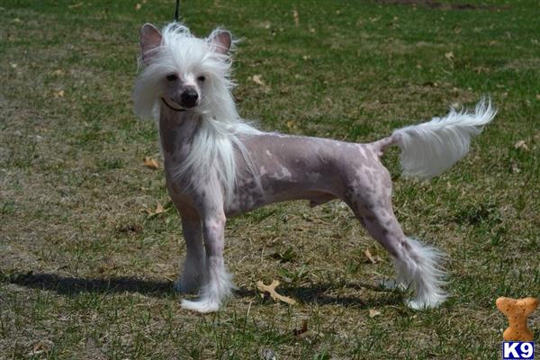 Chinese Crested dog