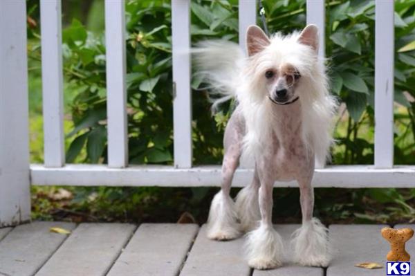 Chinese Crested dog