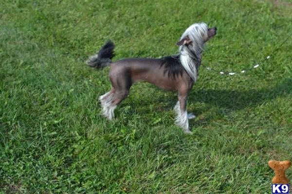 Chinese Crested dog