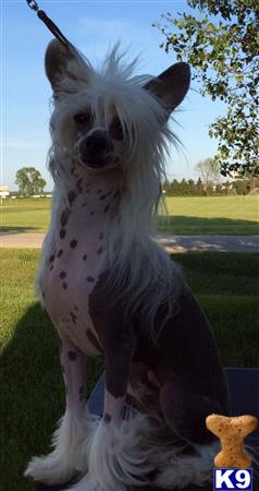 Chinese Crested dog