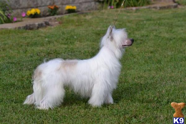 Chinese Crested dog