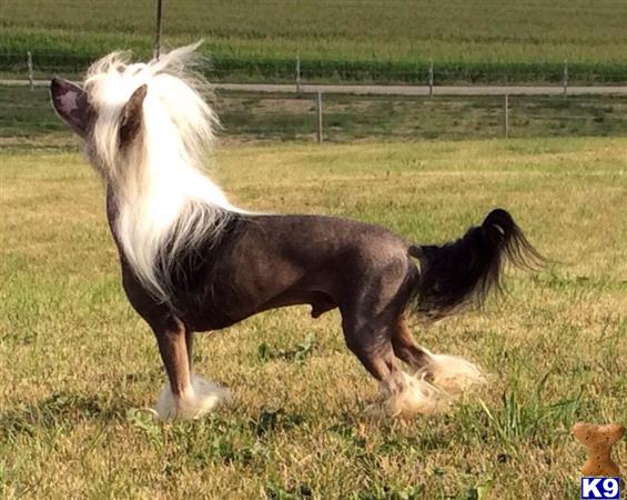 Chinese Crested dog