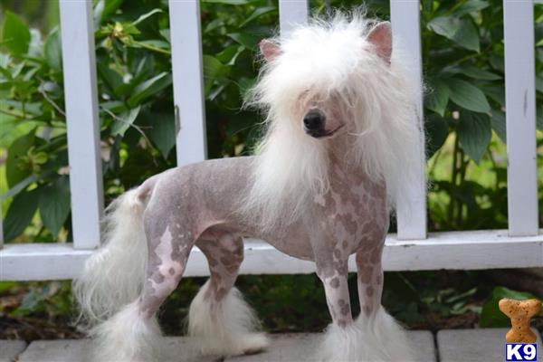 Chinese Crested dog