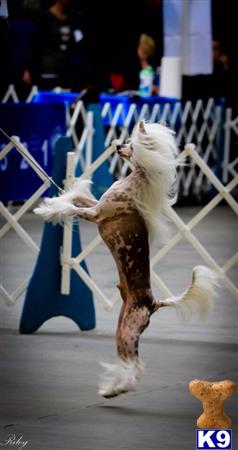 Chinese Crested dog