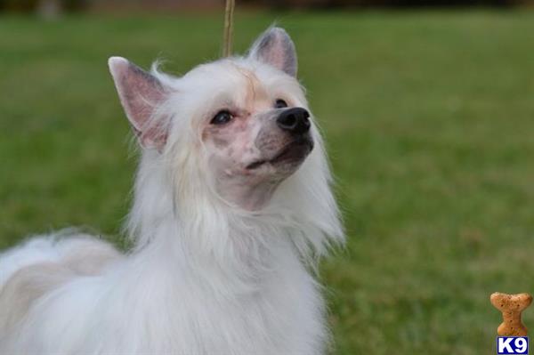 Chinese Crested dog