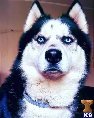 Siberian Husky