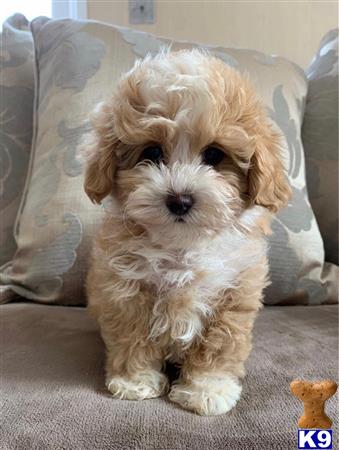 Maltipoo Puppy for Sale: Ivy 3 Months old