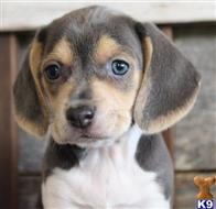 beagle puppy posted by auerleon13