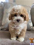 maltipoo puppy posted by auerleon13