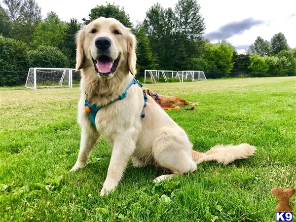 Golden Retriever stud dog