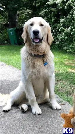 Golden Retriever stud dog