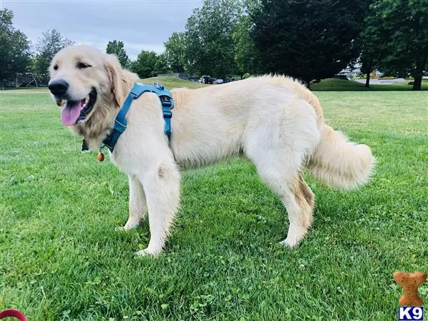 Golden Retriever stud dog