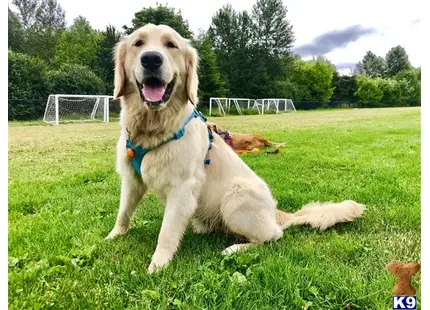 Golden Retriever